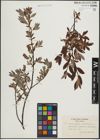Foto von Salix lapponum L. x Salix myrtilloides L.